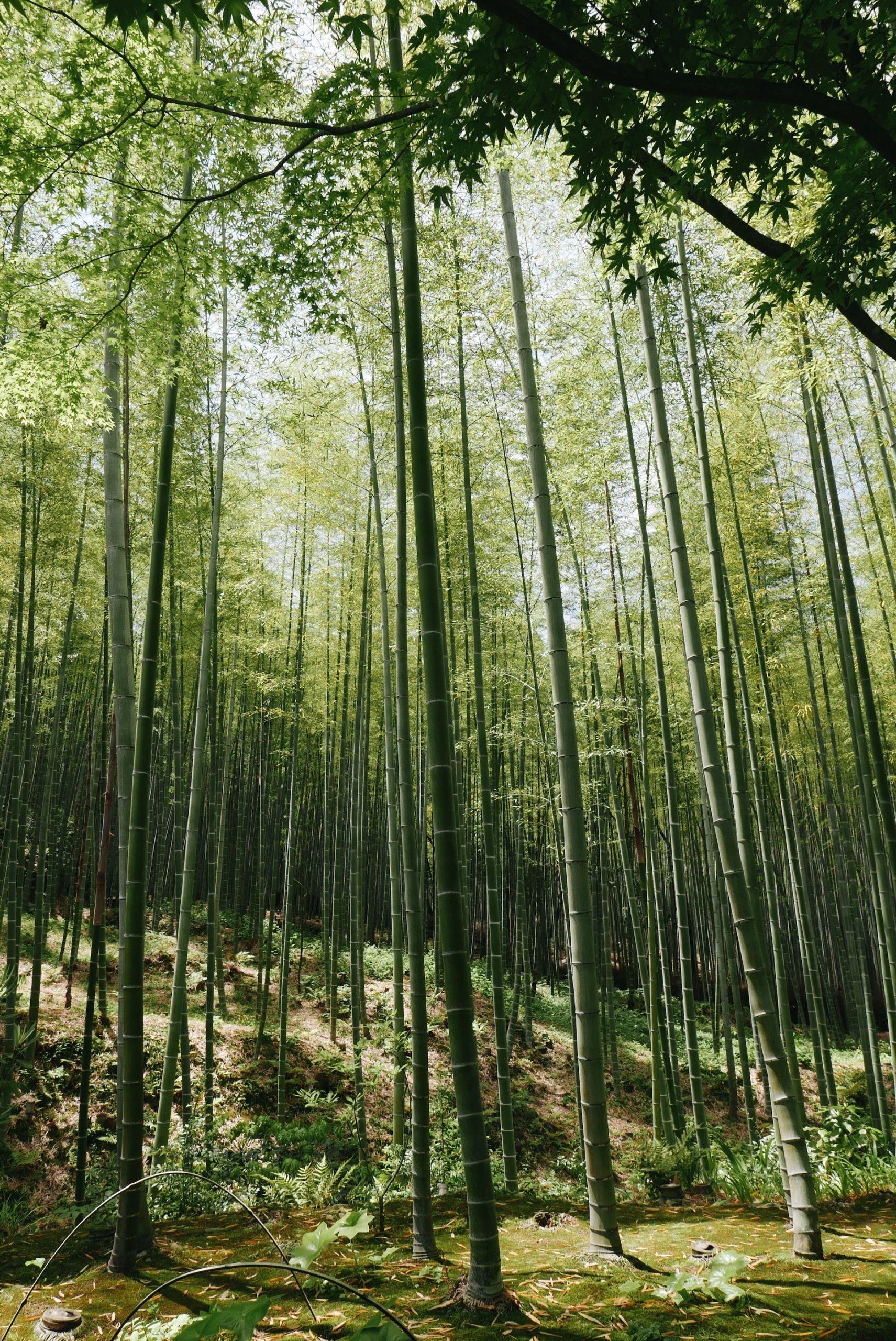 The Perfect Arashiyama Itinerary in Kyoto