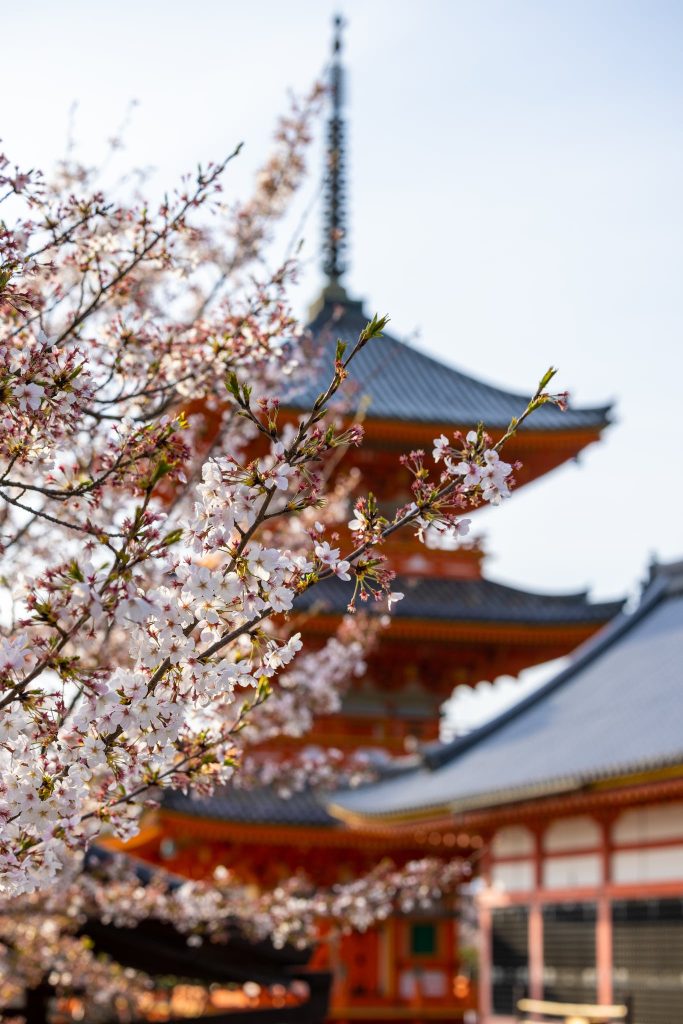 South West Japan Sakura Trip, Day 5 (Kyoto)