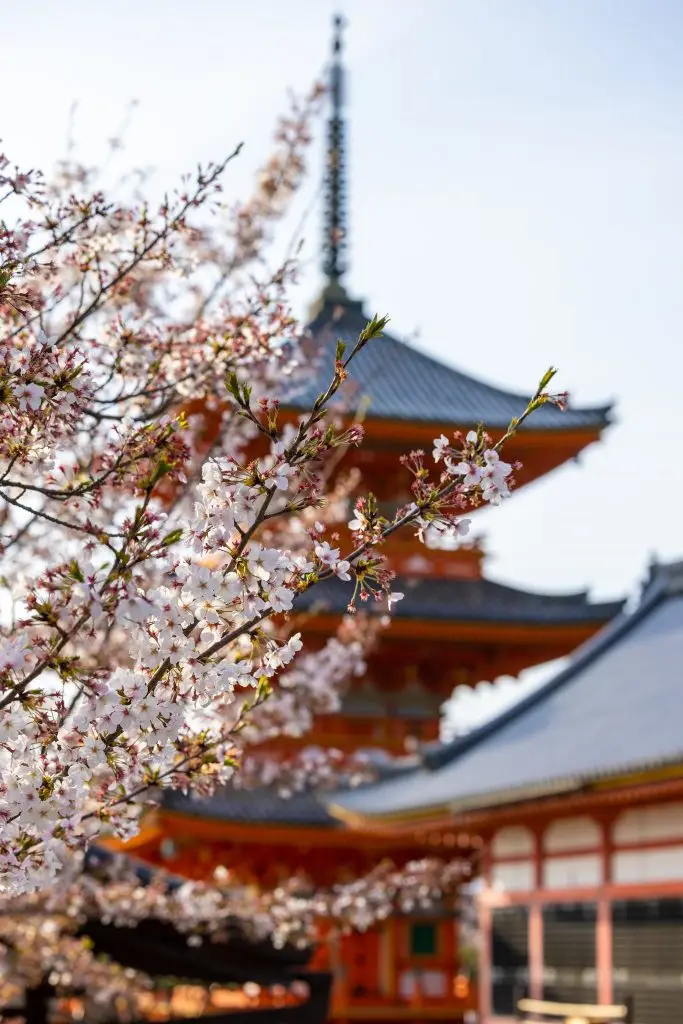 (2026) tokyo itinerary First-Timer's Travel Guide 5-day tokyo itineary ultimate first timers tokyo itineary travel guide Daikaku-ji Temple behind Cherry Blossom Branches in Kyoto, Japan