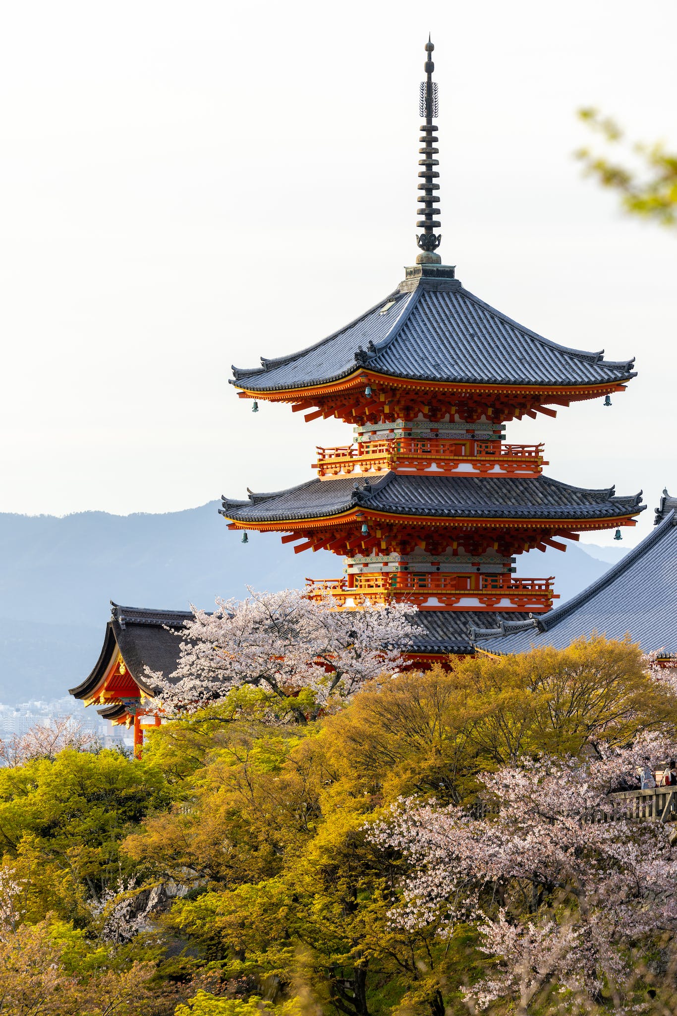 5 Incredible Kyoto Taxi Tours to Book