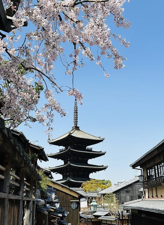 kyoto Blossoming Cherry Tree by the Yasaka Pagoda in Kyoto, Japan