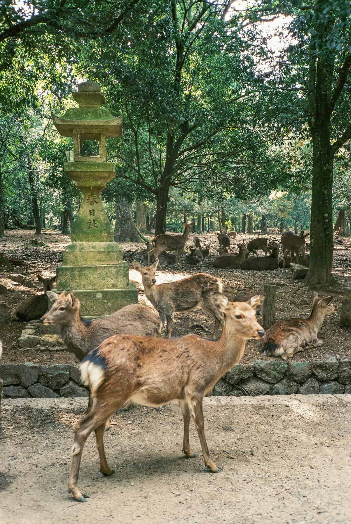 9 Outstanding Ryokans in Nara You Need to Book