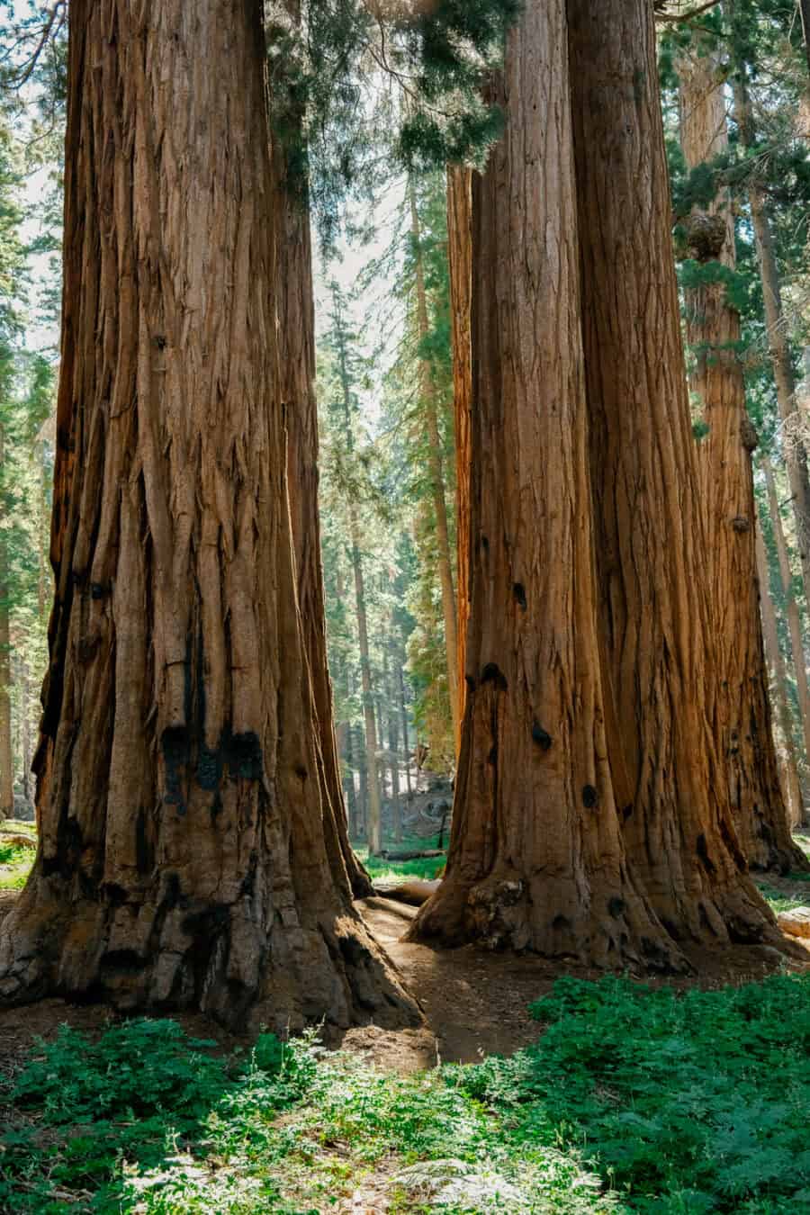 https://cocotran.com/yosemite-to-sequoia-national-park/