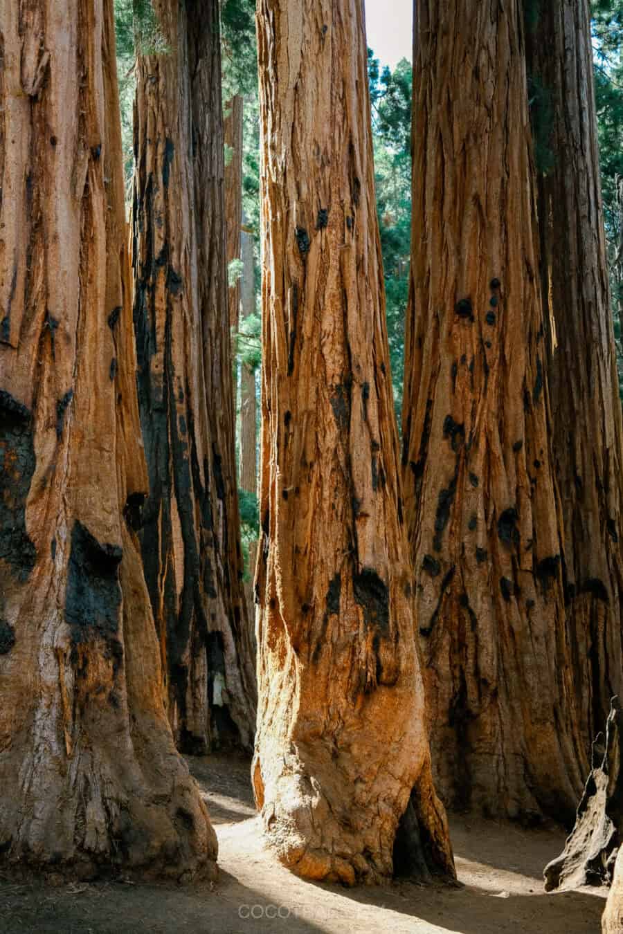 (2026) Best Hikes in Sequoia National Park https://cocotran.com/best-hikes-in-sequoia-national-park/