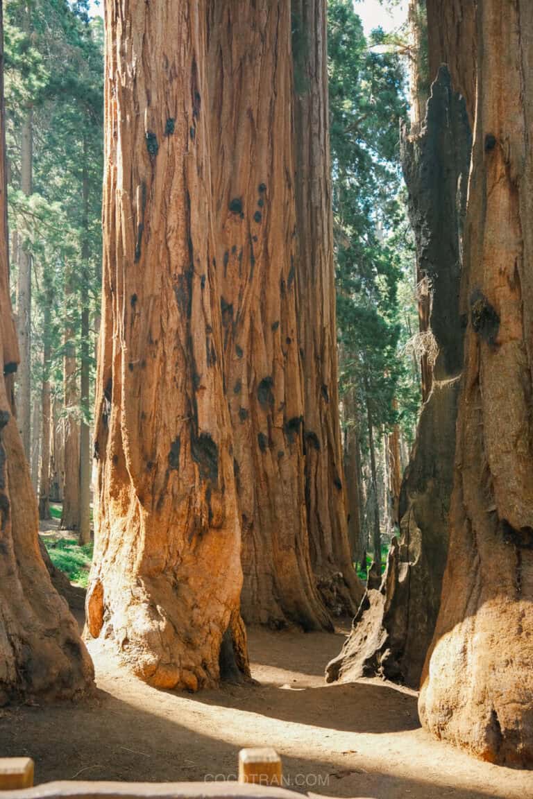 (2026) Best Hikes In Sequoia National Park: A Majestic Journey Through ...