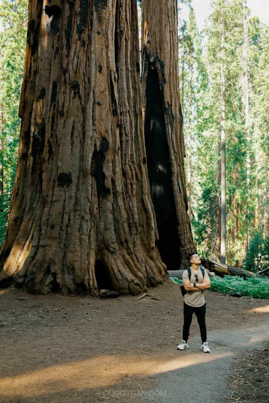 (2026) Best Hikes in Sequoia National Park https://cocotran.com/best-hikes-in-sequoia-national-park/