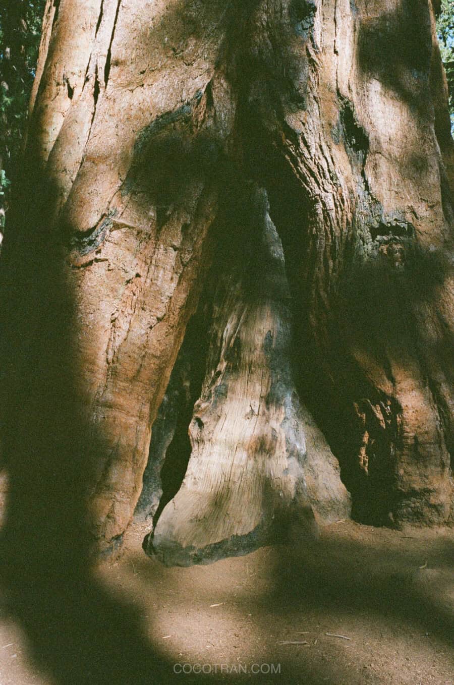 (2026) Best Hikes in Sequoia National Park https://cocotran.com/best-hikes-in-sequoia-national-park/