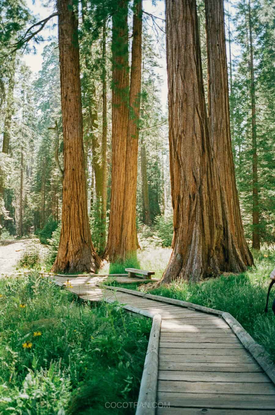 (2026) Best Hikes in Sequoia National Park https://cocotran.com/best-hikes-in-sequoia-national-park/