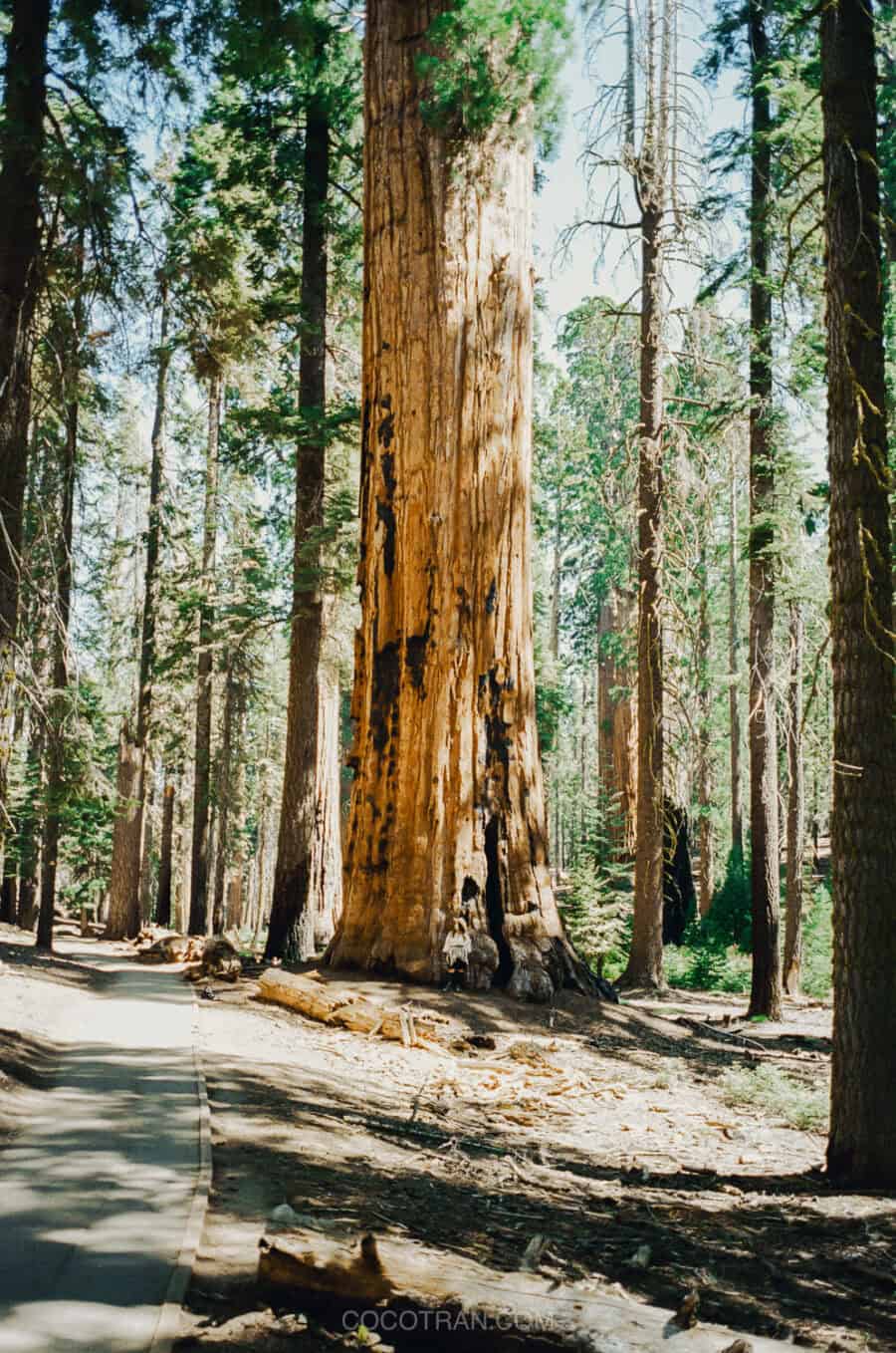 Sequoia-National-Park-Photos-coco-tran-109