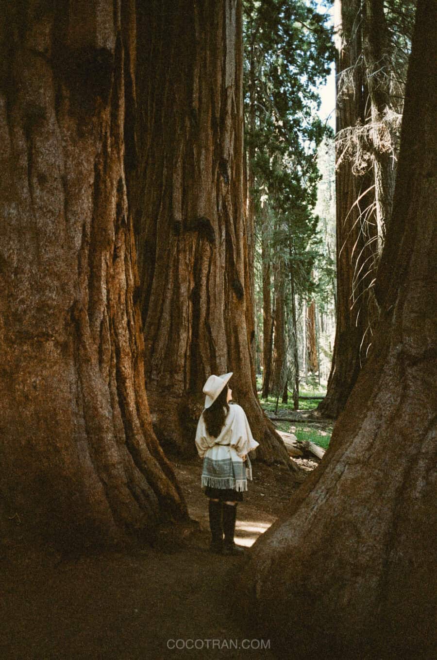 https://cocotran.com/yosemite-to-sequoia-national-park/