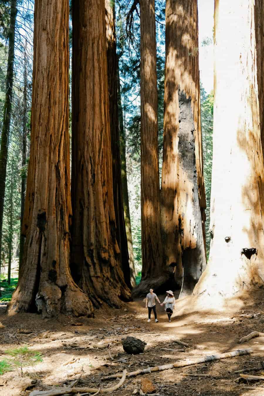 (2026) Best Hikes in Sequoia National Park https://cocotran.com/best-hikes-in-sequoia-national-park/
